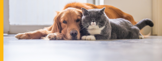 golden retriever dog and grey cat laying next to each other