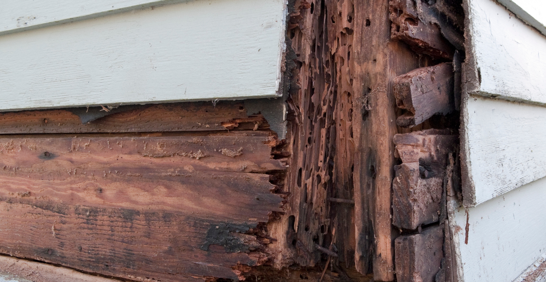 Check out our Wood Rot Repair Services
