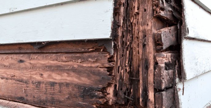Check out our Wood Rot Repair Services