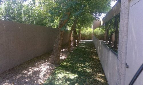 Side Trees