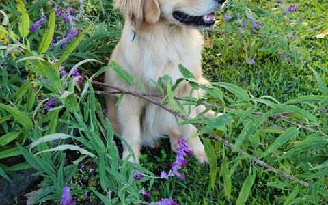 Coda