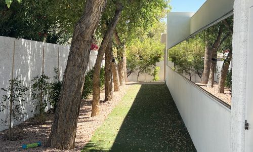 Side Trees