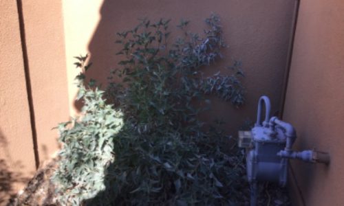 Yard Wall Before