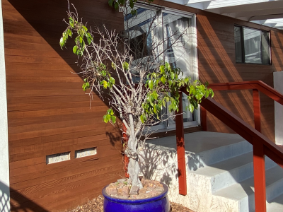 Stained Entrance in Clairemont